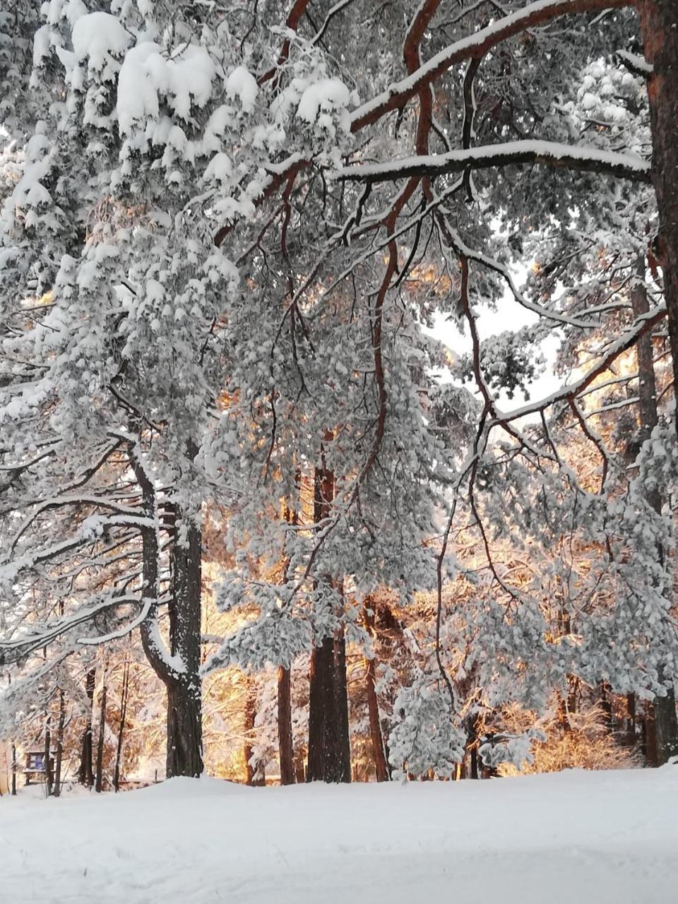 Wood * Zlatibor